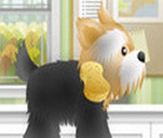 Play Pet Grooming Studio